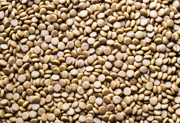 Quels sont les bienfaits de la thérapie par les animaux pour les personnes souffrant de troubles de l'anxiété ?